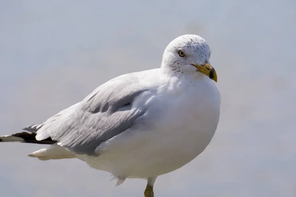 Gaivota no cais — Fotografia de Stock