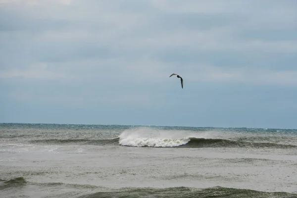 Möwenvogel fliegt an einem windigen Tag im Wind über die Strandwellen des Ozeans. Bruchlandung in Richtung Küste — Stockfoto
