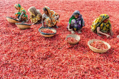 Kırmızı biber ile çalışma