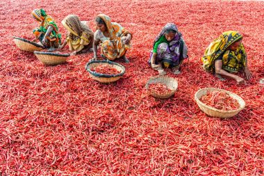 Kırmızı biber ile çalışma