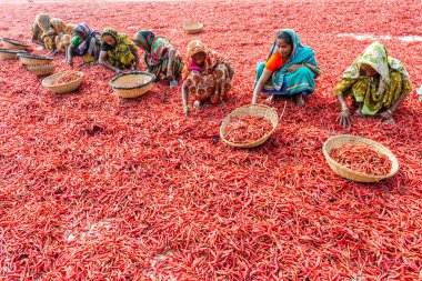 Kırmızı biber ile çalışma