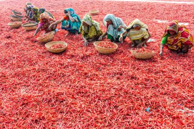 Kırmızı biber ile çalışma