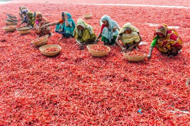 Kırmızı biber ile çalışma