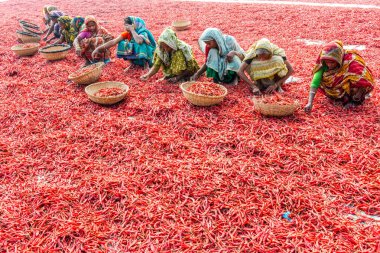 Kırmızı biber ile çalışma