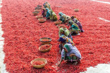 Kırmızı biber ile çalışma