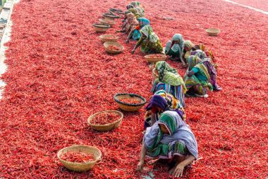 Kırmızı biber ile çalışma