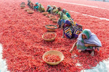Kırmızı biber ile çalışma