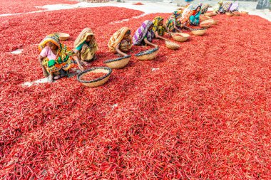 Kırmızı biber ile çalışma