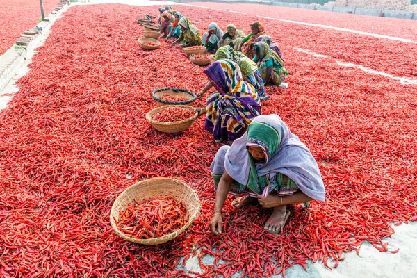 Kırmızı biber ile çalışma