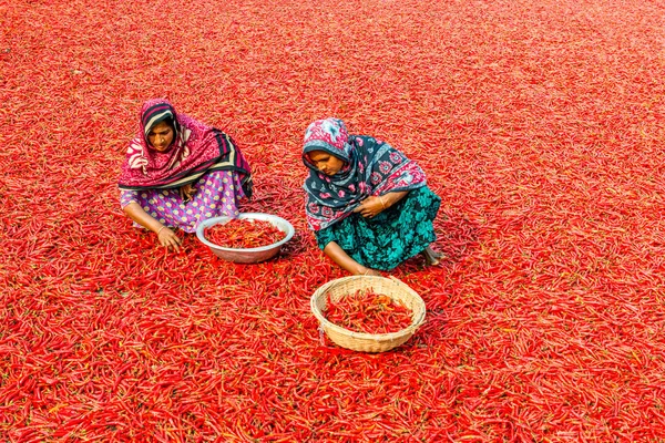 Trabajar con chiles rojos Fotos De Stock Sin Royalties Gratis