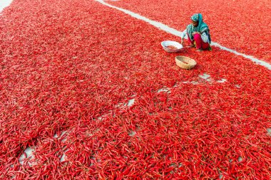 Kırmızı biber ile çalışma
