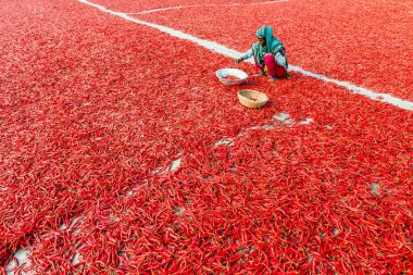 Kırmızı biber ile çalışma