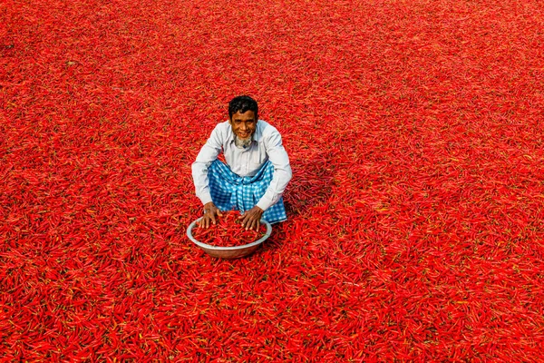 Travailler avec des piments rouges — Photo