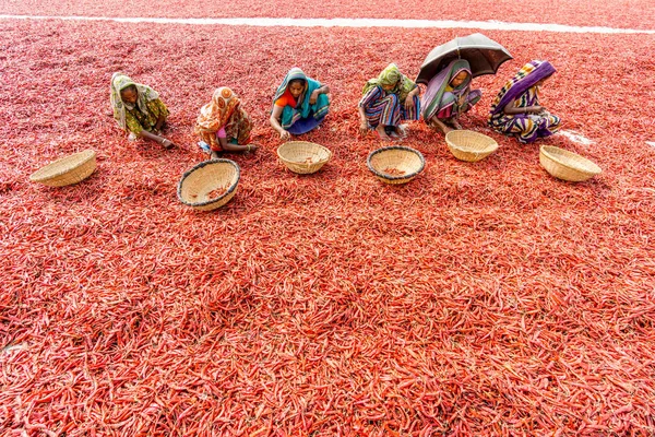 Travailler avec des piments rouges — Photo