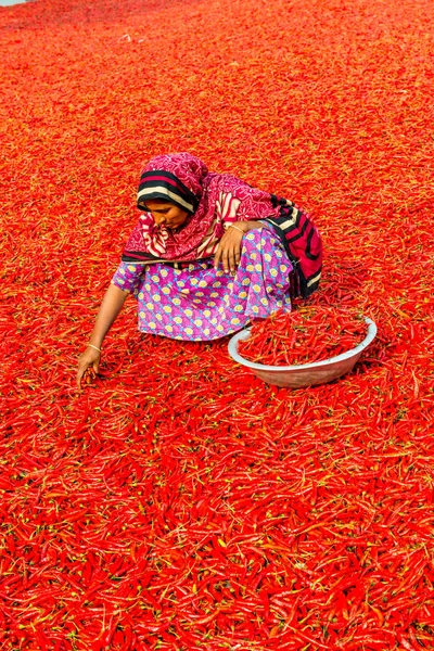 Trabajar con chiles rojos Imagen De Stock