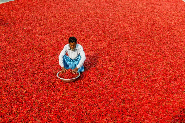 Trabajar con chiles rojos Imágenes De Stock Sin Royalties Gratis