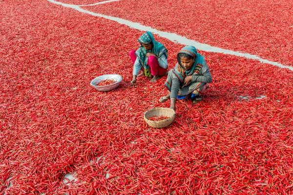 Trabajar con chiles rojos Imagen De Stock