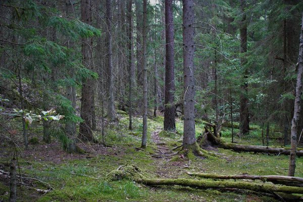 trees covered with green moss