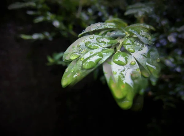 Grüne Waldpflanzen Nach Regen — Stockfoto