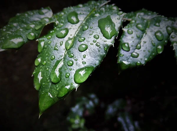 Groene Bosplanten Regen — Stockfoto