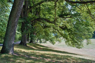 park manzarası gündüz dinlenmesi için