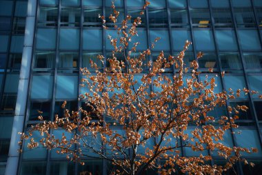 Binanın arka planındaki kuru ağaç