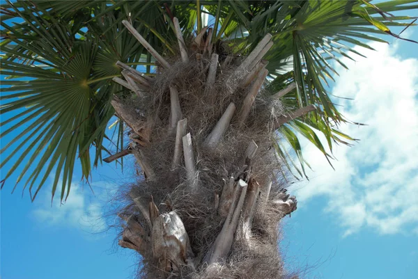 Palme Gegen Blauen Himmel — Stockfoto