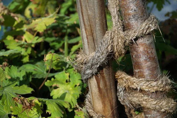 Junge Bäume Mit Einem Einzigen Seil Gebunden — Stockfoto