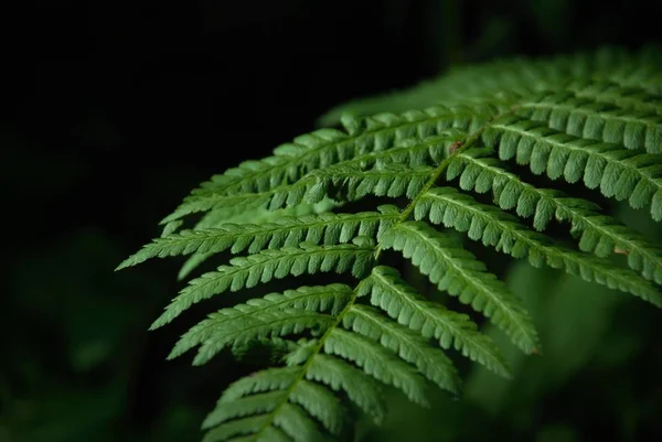 Blad Ormbunke Bakgrunden Skogen — Stockfoto