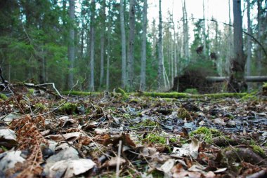 Karanlık bir ormanda yosunlu ağaçlar