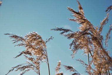 kamış infloresans rüzgarda gelişiyor