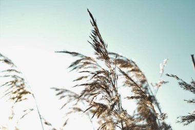 kamış infloresans rüzgarda gelişiyor