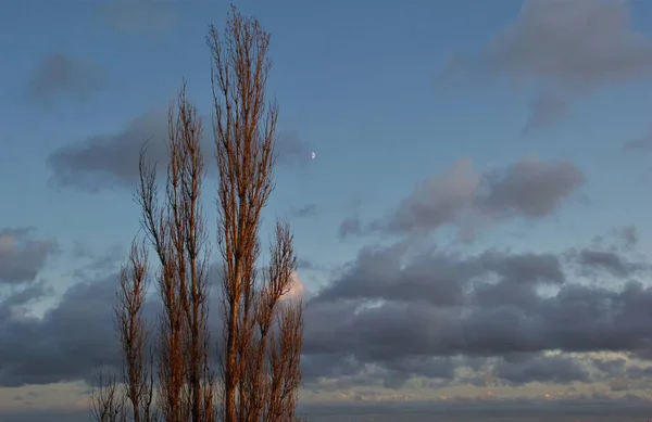 Torrt Träd Krona Mot Blå Himmel — Stockfoto