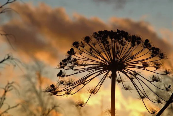 Divoká Květina Silueta Pozadí Západu Slunce — Stock fotografie