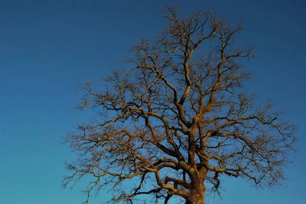 Torrt Träd Krona Mot Blå Himmel — Stockfoto