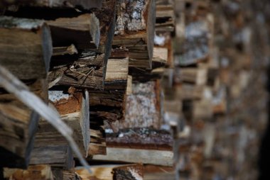 Kuru huş ağacı odun yığını