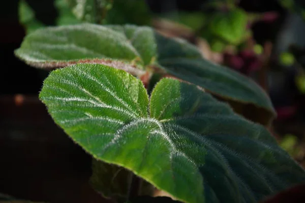 太陽の下の若い植物の緑の葉 — ストック写真