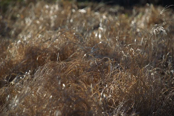 Trockenes Sumpfgras Der Sonne — Stockfoto