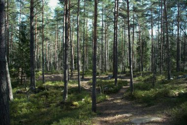 İlkbahar ormanlarının bitki ve ağaçlarının manzarası