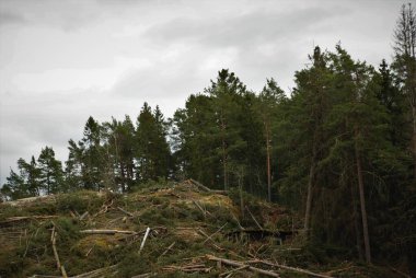 Genç ağaçlar kıştan sonra uyandı.