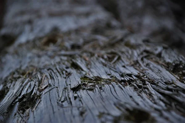 Vieille Texture Sèche Écorce Arbre Dans Une Forêt Verte — Photo