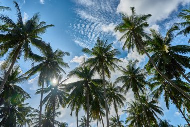 Avuç içi görünümü alt