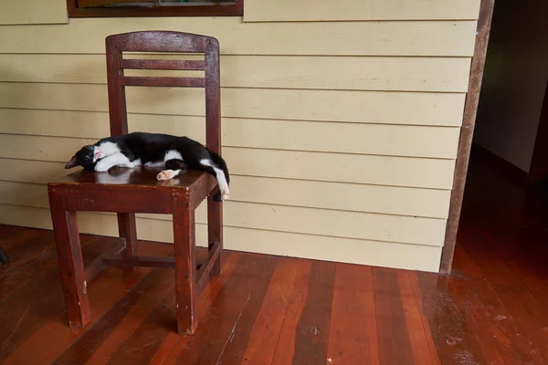 Le chat est allongé sur une chaise — Photo