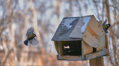 Tomtit uçuyor. Kuşlar. Kış, Sibirya. Rusya.