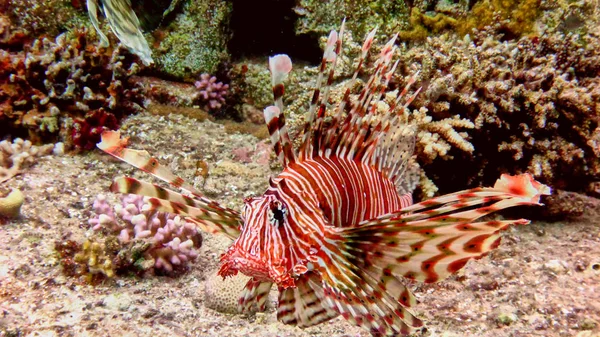 Red Sea'deki/daki büyük lionfish.