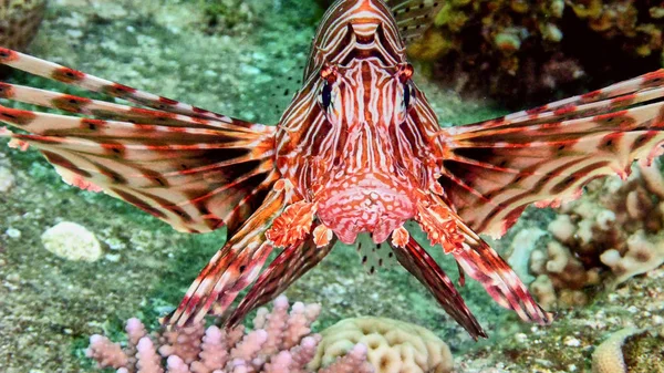 Grandi pesci leone nel Mar Rosso . — Foto Stock