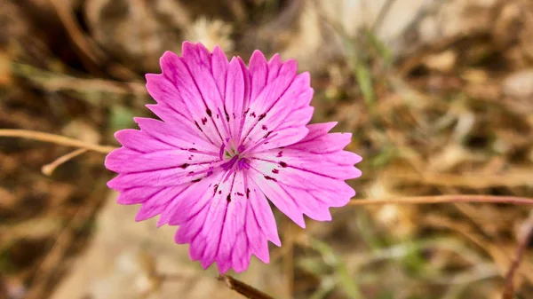 Lila Blütenmakro — Stockfoto