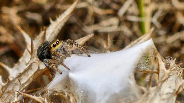 Pequena aranha bonito — Fotografia de Stock