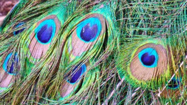 Tavus kuşu tüyü. Eilat. İsrail