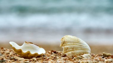 Kabukları üzerinde bir beach Ko Tao